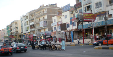 En flokk med gjeiter midt i byen