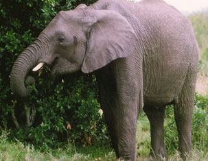 Den fjerde av "de fem store" elefant