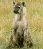Hyenene var mest synlige om morgenen