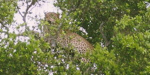 Denne leoparden som satt i et tre vakte meget oppmerksomhet