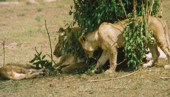 En løvefamilie tar det ettermiddags-rolig