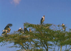Marabuch stork