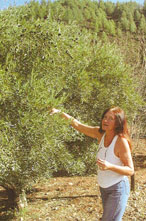 Olivenhøsting