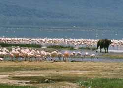 Bøffel og flamingoer